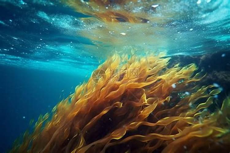 水溶肥浇水前使好还是浇水后使好