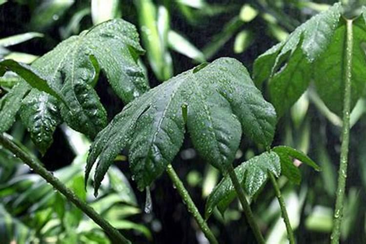 观叶植物施什么肥最好,适合用什么肥料