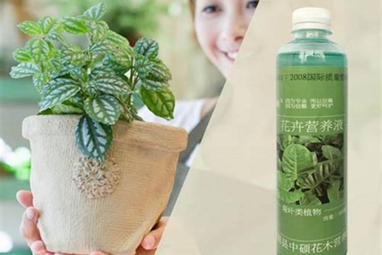 观叶植物用什么肥料好