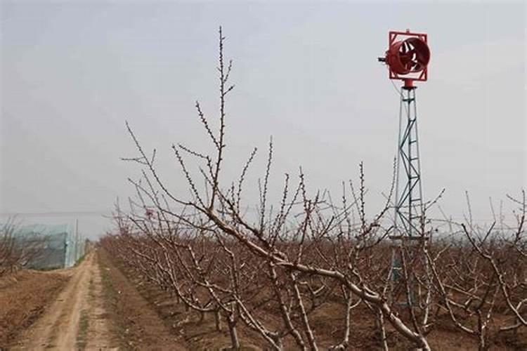如何提高桃树栽植成活率 应该采取什么措施