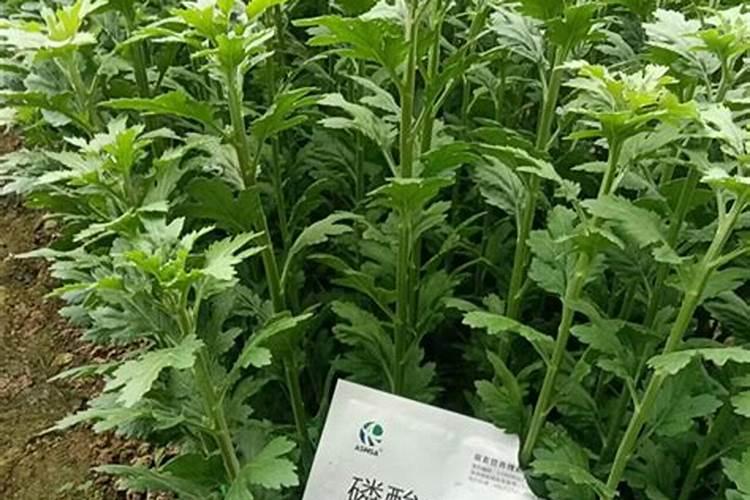 植物不同成长阶段的养护要点 – 花百科