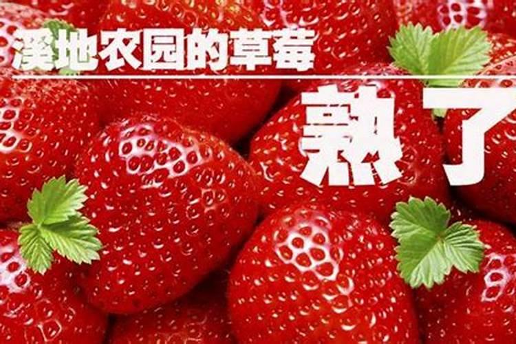 种植草莓造成植株早衰歇茬的原因有哪些？该如何应对？