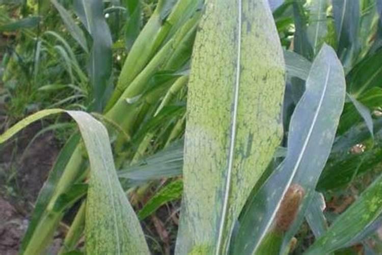 玉米褐斑病用什么杀菌剂