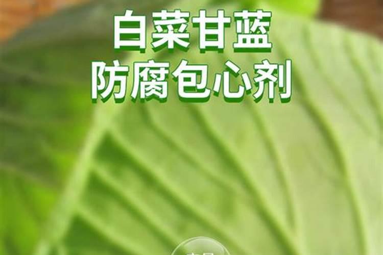 白菜不包心的原因是什么 养殖白菜应该注意什么