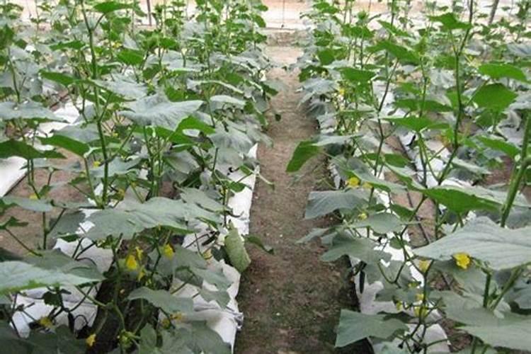 黄瓜开花期用什么肥料 如何施肥产量高