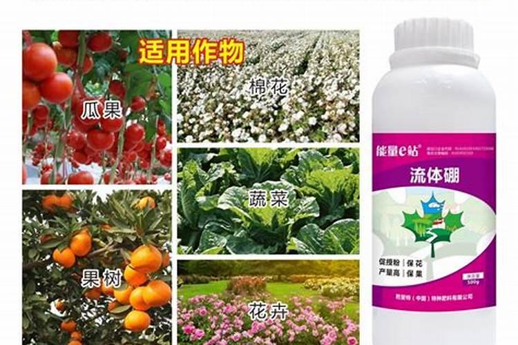 如何施用硼肥