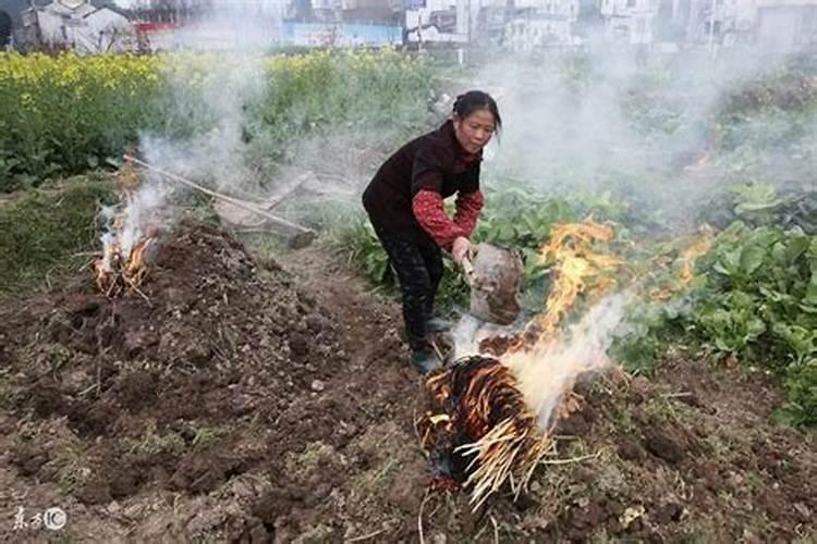 草木灰属于什么肥料