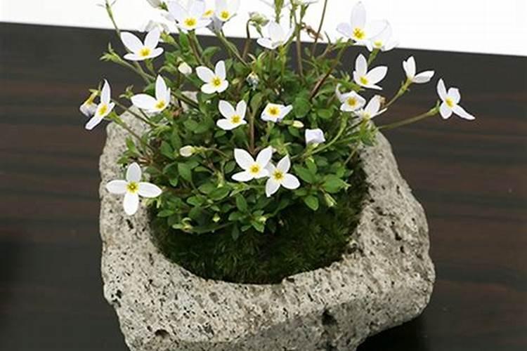 白花除虫菊栽培技术