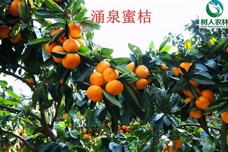 温州蜜桔的培育技术