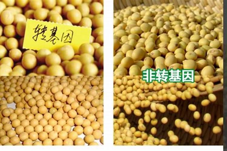 黄豆叶面肥什么时候打好 使用哪些肥料好