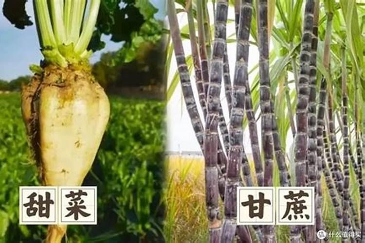 红糖当冲施肥怎么用？