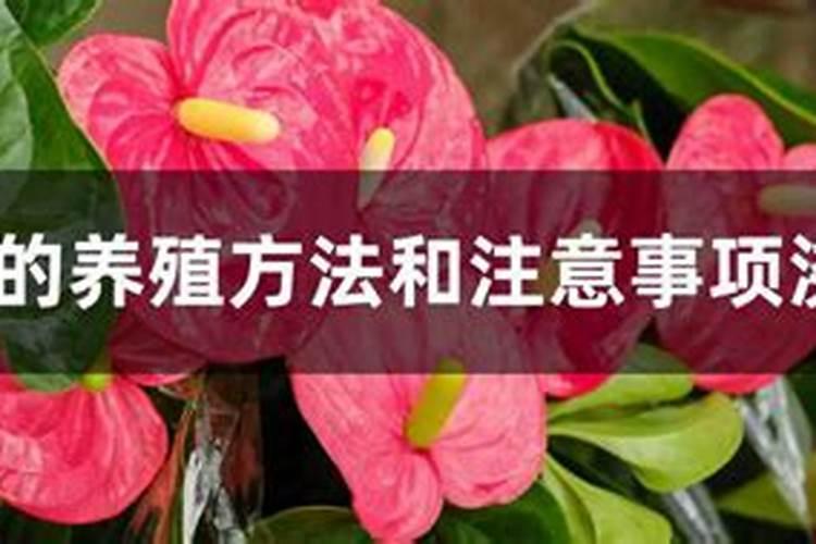 如何给红掌施肥与浇水