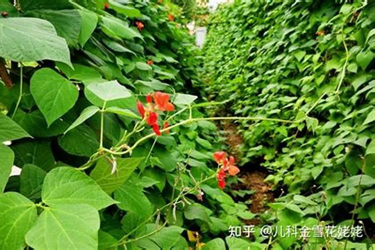 豆角保花保果农药最佳配方,什么时候打合适