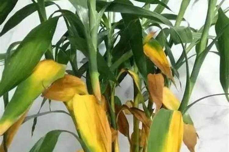 第一年葡萄小苗施什么肥(刚种葡萄苗用什么肥料长得快)