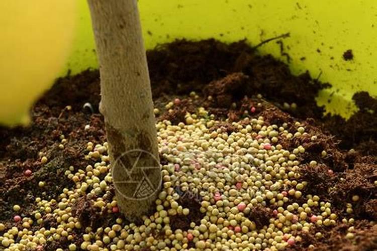 花卉复合肥怎么使用正确  复合肥能直接撒花盆里面吗