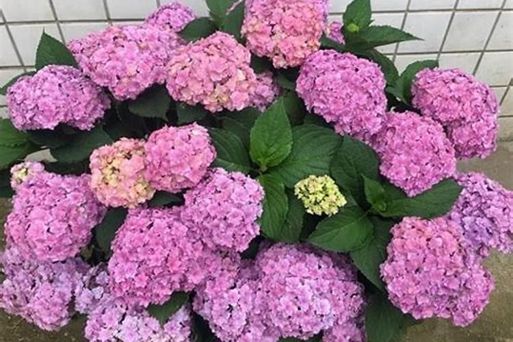 绣球花用什么肥料