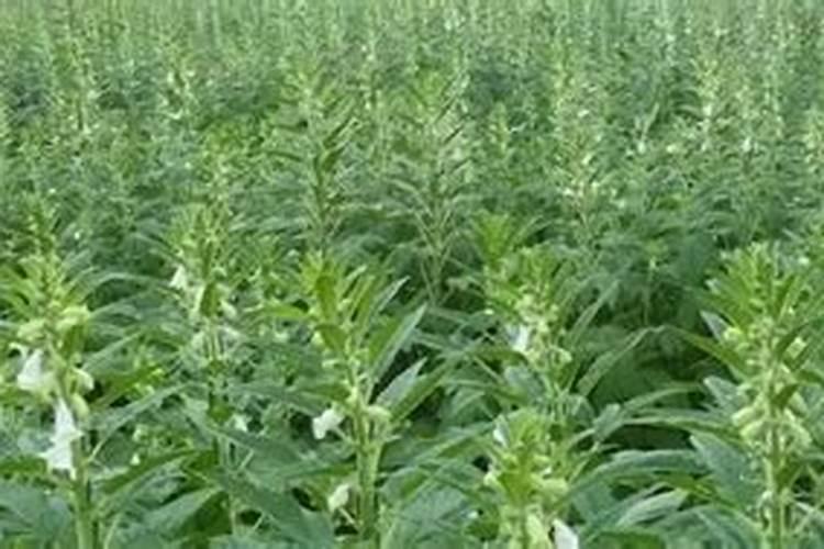 芝麻追肥用什么肥料 什么时间施更合适
