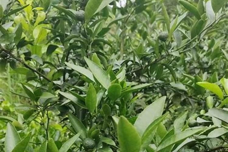 种植沙糖桔南丰蜜桔马水桔和金桔用什么叶面肥好？