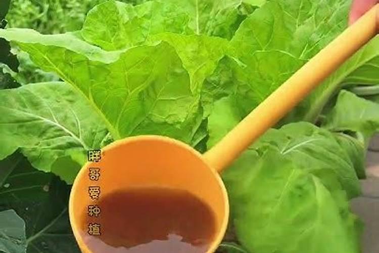 种菜养花买什么肥料好