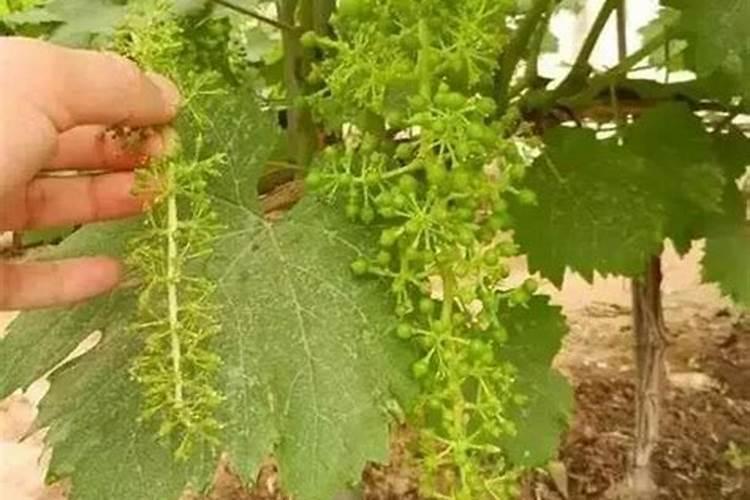 克瑞森葡萄拉穗用什么肥料好呢