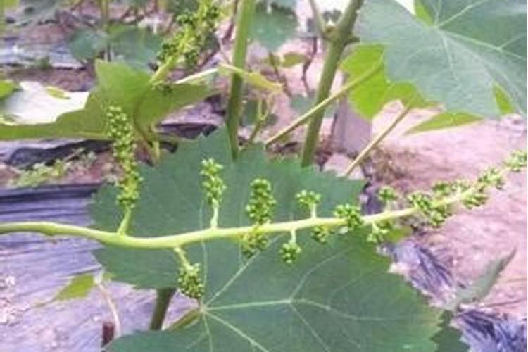 葡萄拉穗疏果方法 注意事项有哪些