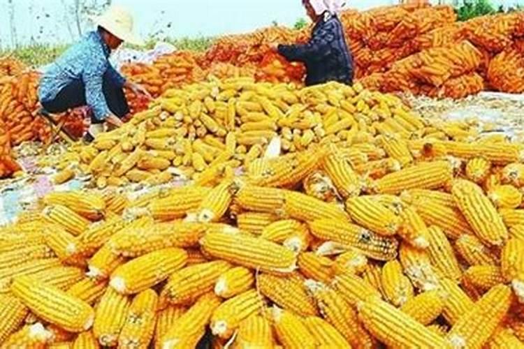 种玉米使用什么化肥好