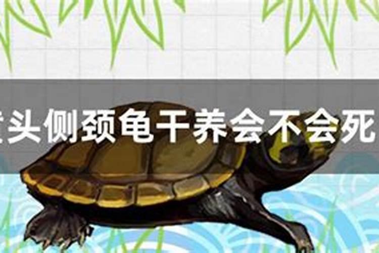 黄瓜黄头,尖头,各位专家给看看