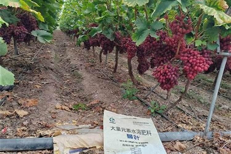 水溶肥在葡萄如何使用？