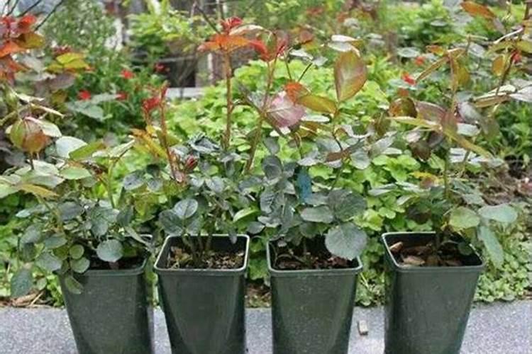 全用营养土种花是好还是坏呢