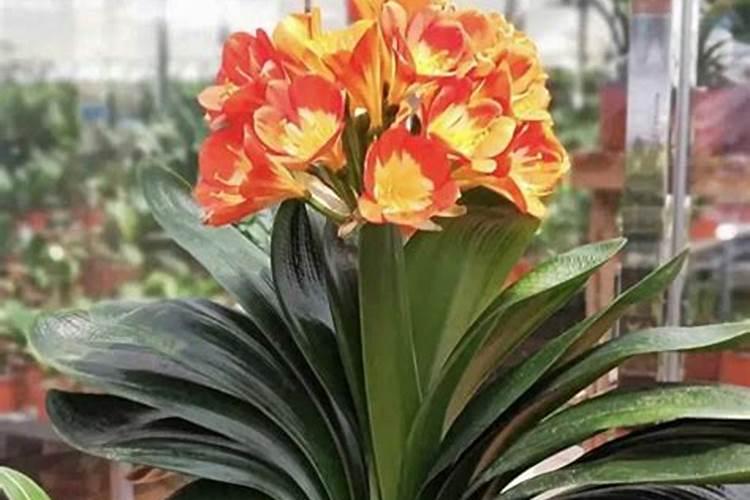 君子兰花怎样施肥