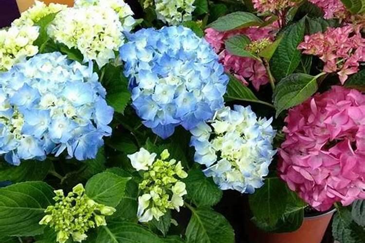 绣球专用肥适合别的花卉吗？