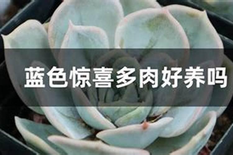 多肉肥料哪种好