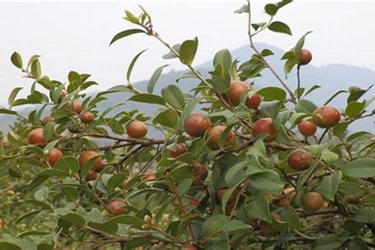 油茶树什么时候施肥最佳