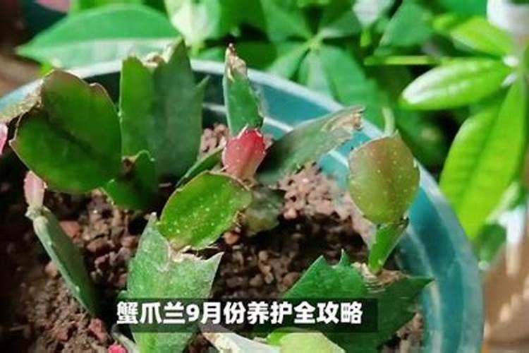蟹爪兰浇什么肥料合适