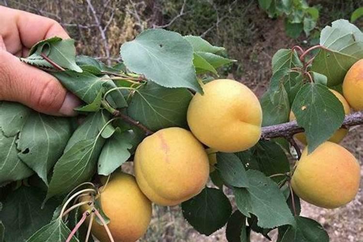 猕猴桃为什么会烂根,烂根后怎样处理