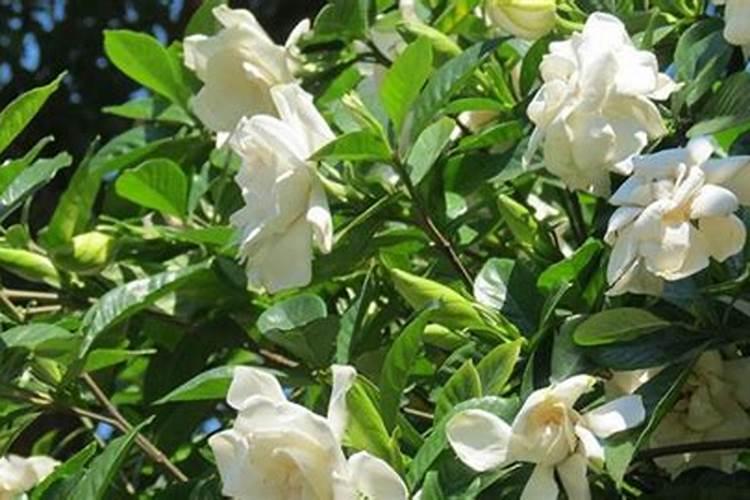 栀子花花苞时浇什么肥料(栀子花施什么肥才能长出花蕾)
