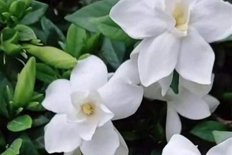 栀子花施肥方法,用什么肥好