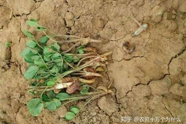 种植花生磷肥的正确方法
