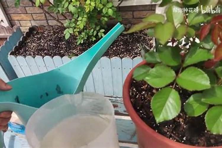 下雨前可以给果树撒施水溶肥吗？