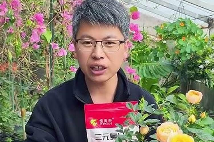 月季花现在都发芽了,而且也长新叶子了,可以施肥吗。