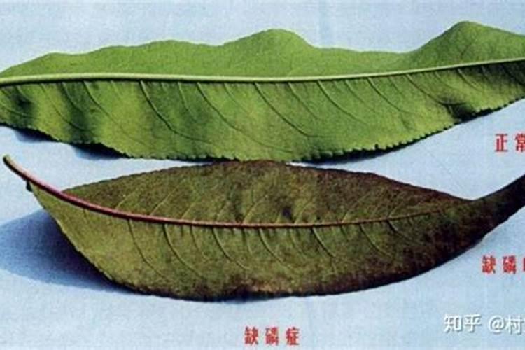 果树缺磷有哪些症状？怎样防治？