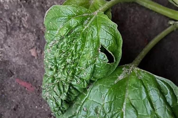 磷肥缺磷症状