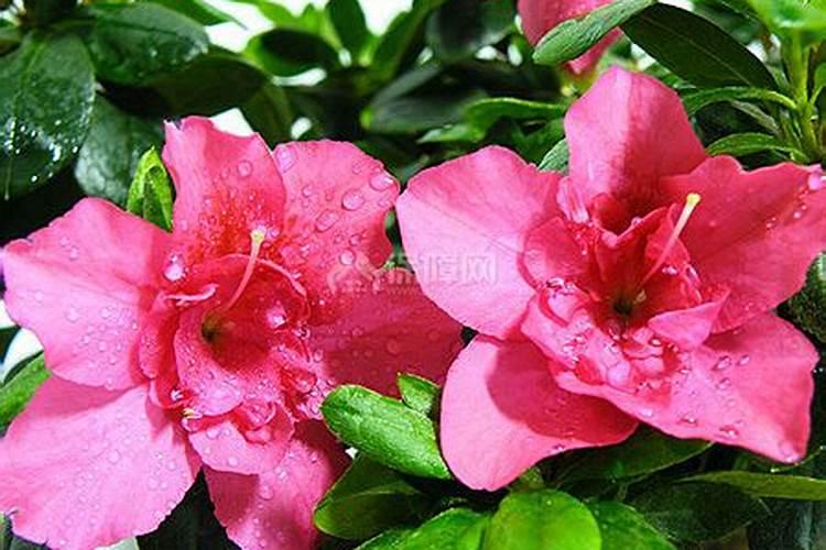 杜鹃花什么时间施肥最好 杜鹃花施肥时间和方法