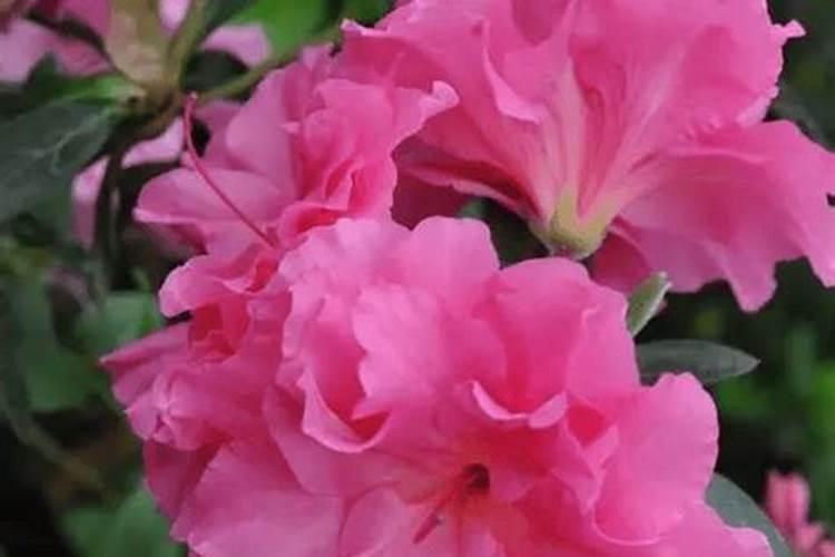 杜鹃花什么季节施肥最好