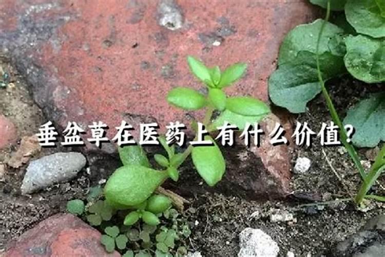 富硒是什么东西