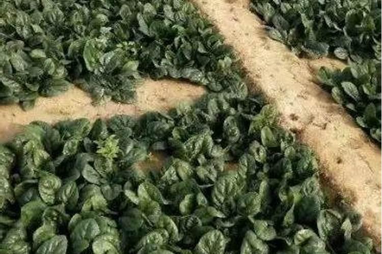 菠菜施肥用什么肥料