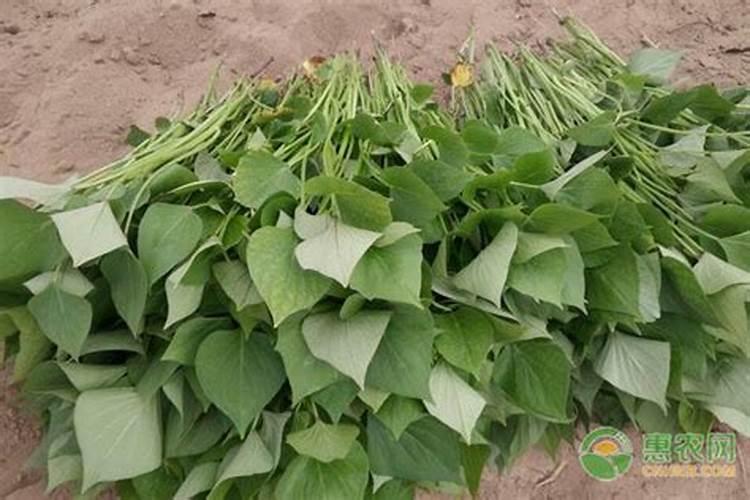 小麦追肥用什么肥料好