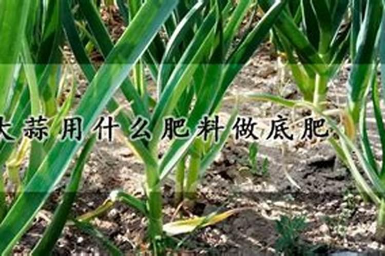 大蒜底肥用硝基硫酸钾复合肥行吗