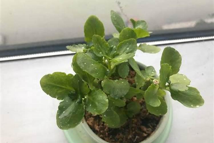 给长寿花施什么肥花开爆盆