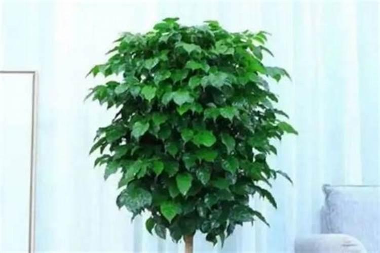 八面来财树怎么养